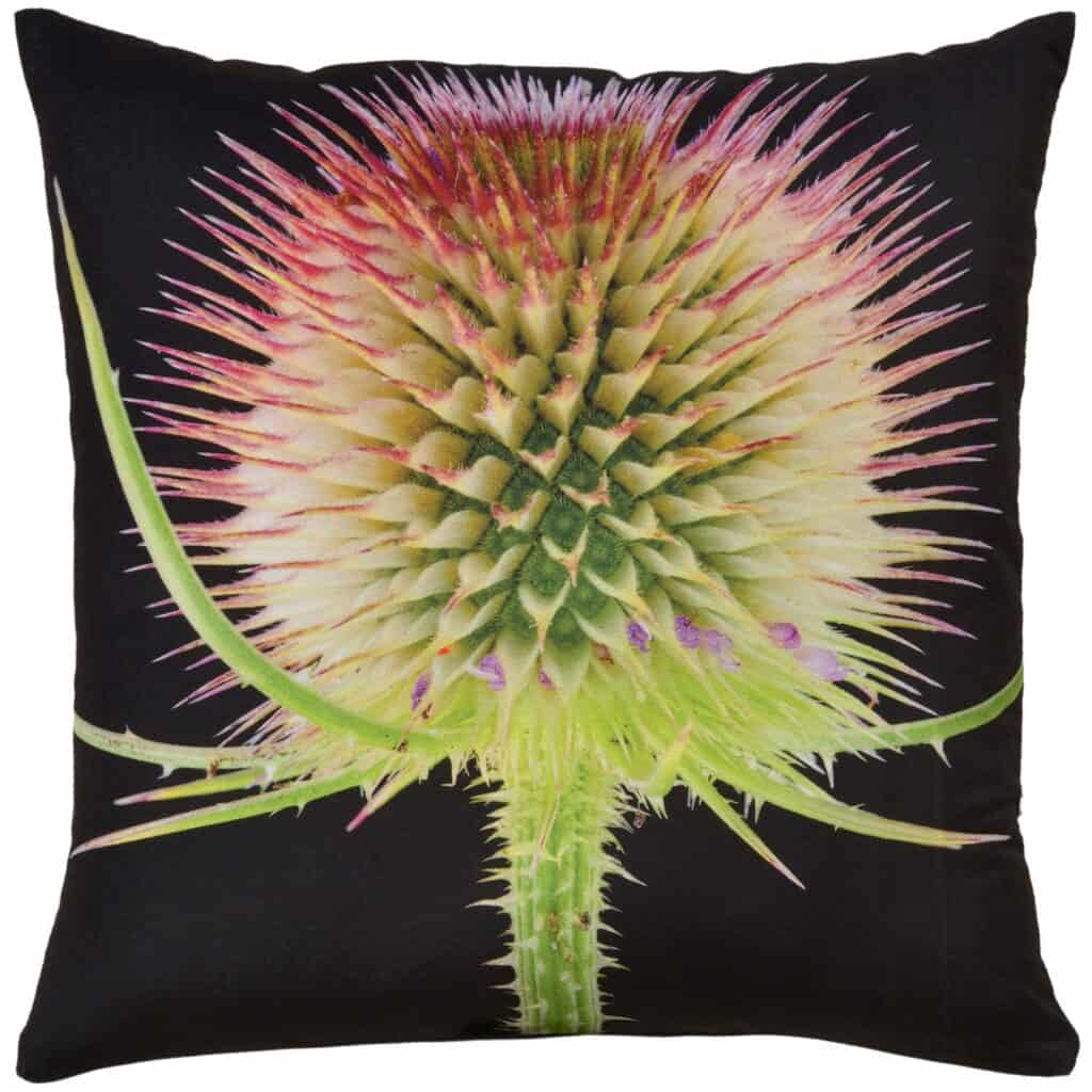 Scotch Thistle Velvet Cushion