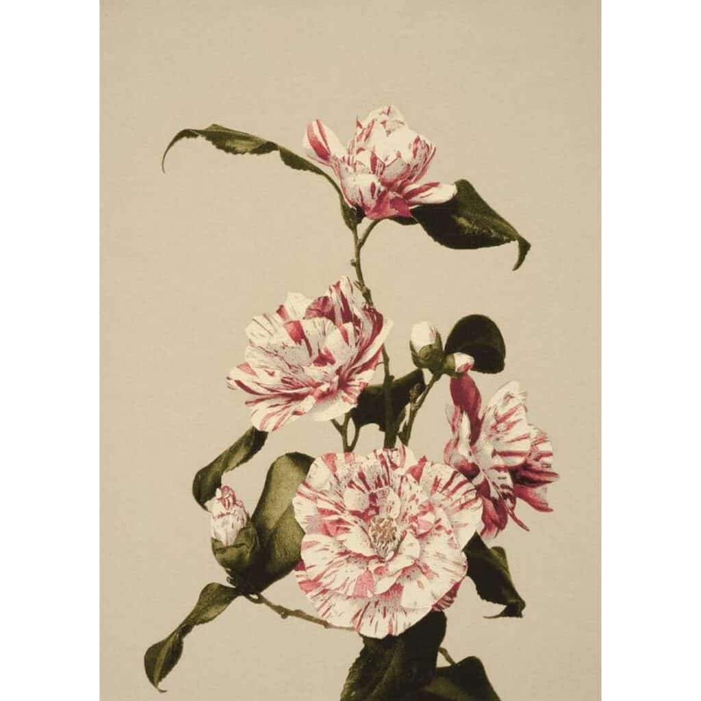 Camelia Courtesan Wall Hanging